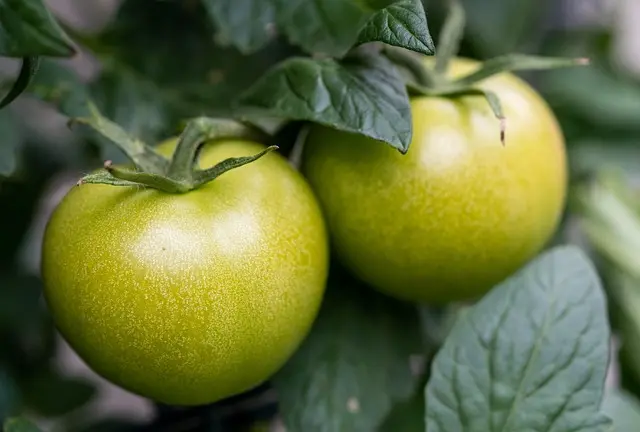 Les suppléments utiles pour un régime lowcarb