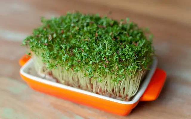 Comment organiser des repas lowcarb pour toute la semaine